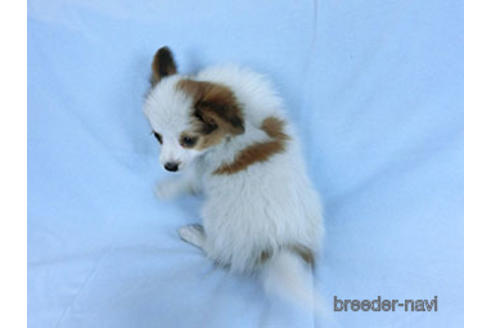 成約済の千葉県のパピヨン-169920の10枚目