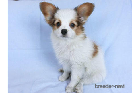 成約済の千葉県のパピヨン-169920の9枚目