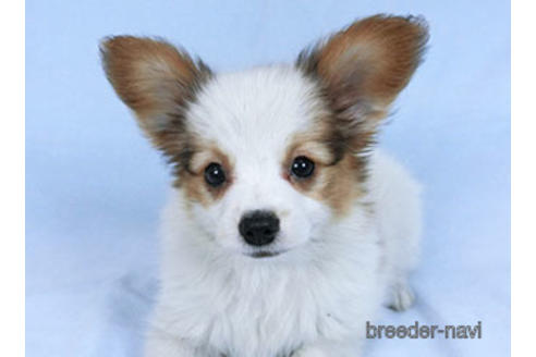 成約済の千葉県のパピヨン-169920の8枚目