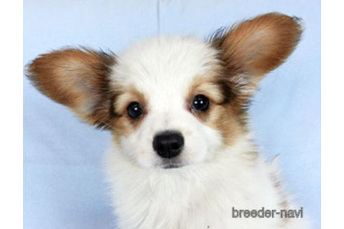 成約済の千葉県のパピヨン-169920の7枚目