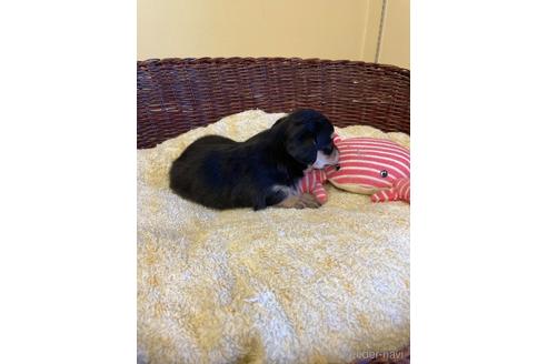 成約済の愛知県のチワックス:チワワ×ミニチュアダックスフンド-173952の2枚目