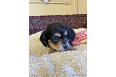 成約済の愛知県のチワックス:チワワ×ミニチュアダックスフンド-173955の1枚目