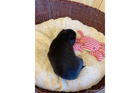 成約済の愛知県のチワックス:チワワ×ミニチュアダックスフンド-173955の4枚目