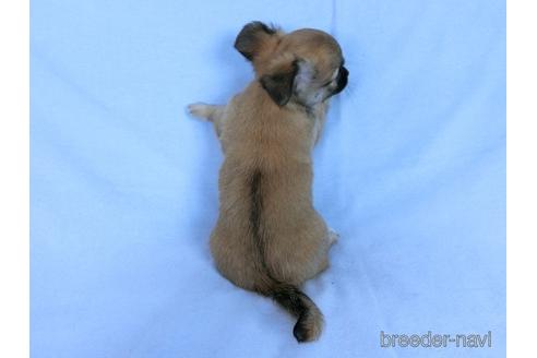 成約済の千葉県のチワワ(ロングコート)-171508の12枚目