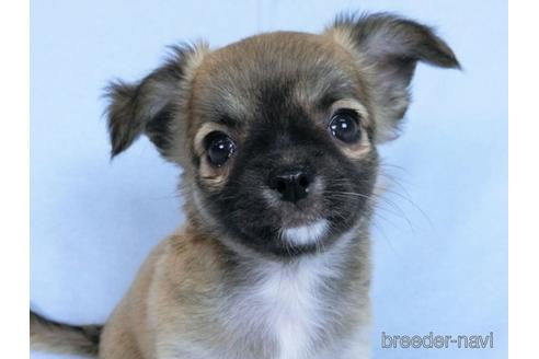 成約済の千葉県のチワワ(ロングコート)-171508の11枚目