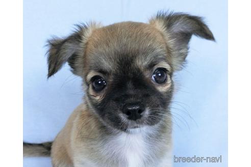 成約済の千葉県のチワワ(ロングコート)-171508の9枚目