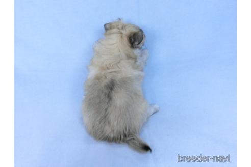 成約済の千葉県のチワワ(ロングコート)-172255の8枚目