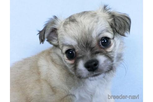 成約済の千葉県のチワワ(ロングコート)-172255の7枚目