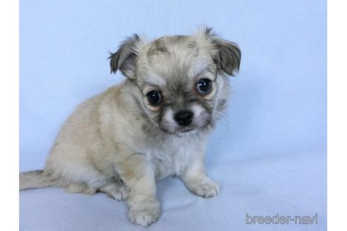 成約済の千葉県のチワワ(ロングコート)-172255の6枚目