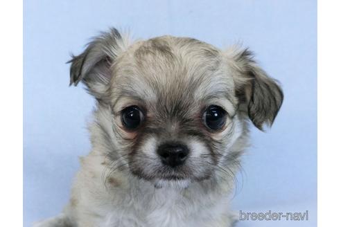 成約済の千葉県のチワワ(ロングコート)-172255の5枚目