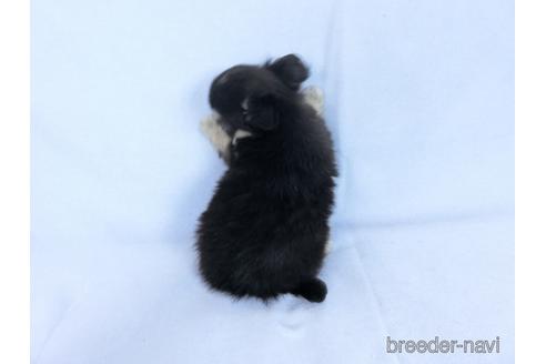 成約済の千葉県のチワワ(ロングコート)-172256の4枚目