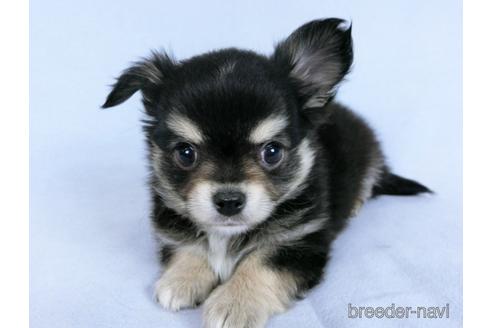 成約済の千葉県のチワワ(ロングコート)-172256の3枚目