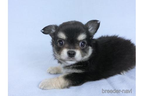 成約済の千葉県のチワワ(ロングコート)-172256の2枚目