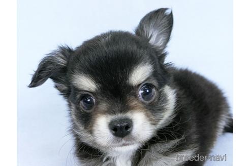 成約済の千葉県のチワワ(ロングコート)-172256