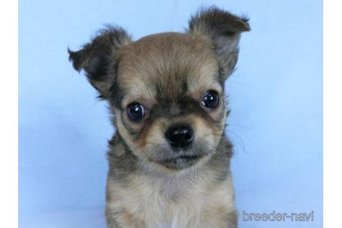 成約済の千葉県のチワワ(ロングコート)-172258の9枚目