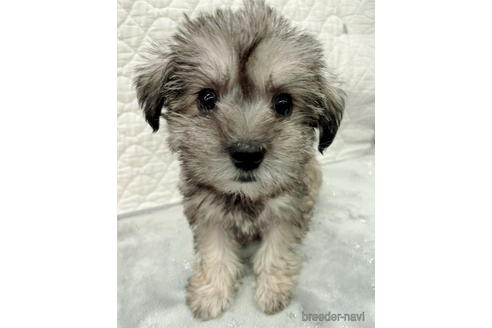 成約済の奈良県のミックス犬-173970の1枚目