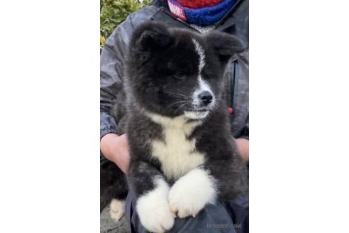 群馬県の秋田犬 女の子 21 11 18生まれ 虎毛 子犬id ブリーダーナビ