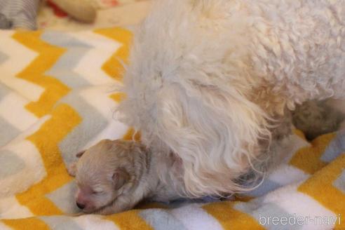 成約済の愛知県のトイプードル-173838の48枚目