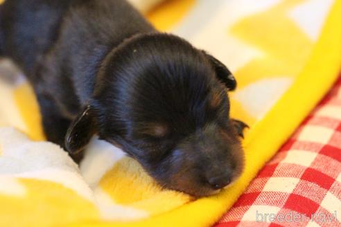 成約済の愛知県のカニンヘンダックスフンド(ロングヘアード)-173279の51枚目