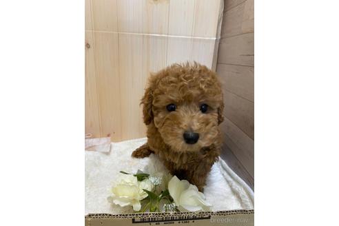 成約済の岡山県のトイプードル-174016の1枚目