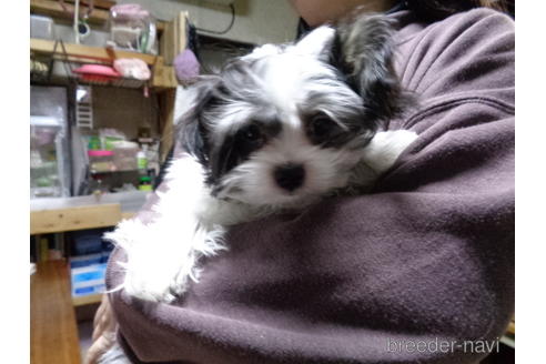 成約済の栃木県のミックス犬-167146の2枚目