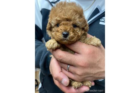 成約済の静岡県のトイプードル-174053
