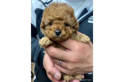 成約済の静岡県のトイプードル-174053の2枚目