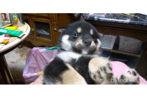 成約済の岐阜県の柴犬-174064