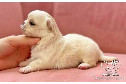 成約済の愛知県のチワワ(ロングコート)-172940の5枚目