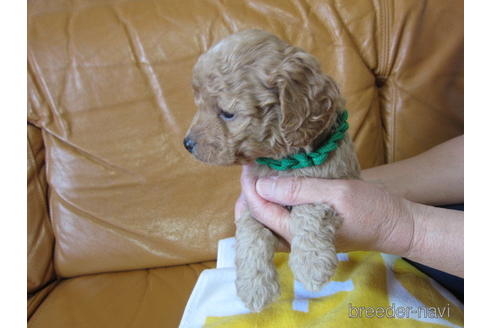 成約済の福岡県のミックス犬-172383の12枚目