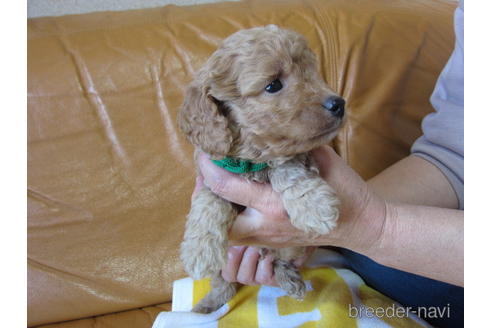 成約済の福岡県のミックス犬-172383の11枚目