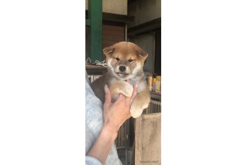 成約済の三重県の柴犬-172265の2枚目