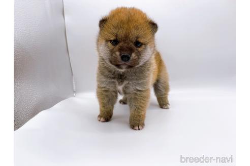 成約済の東京都の豆柴-174177の6枚目