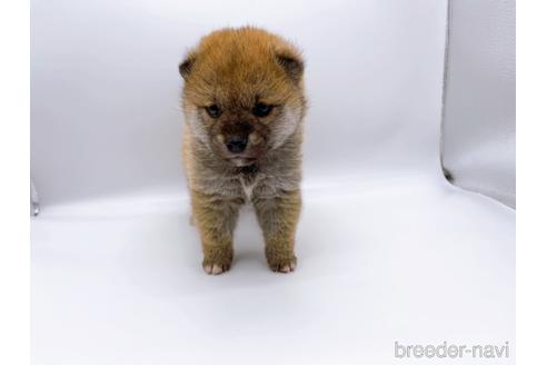 成約済の東京都の豆柴-174177の7枚目