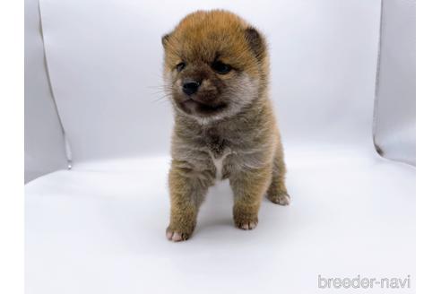 成約済の東京都の豆柴-174177の10枚目