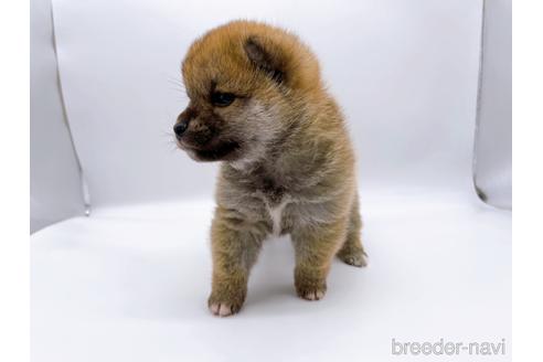 成約済の東京都の豆柴-174177の3枚目