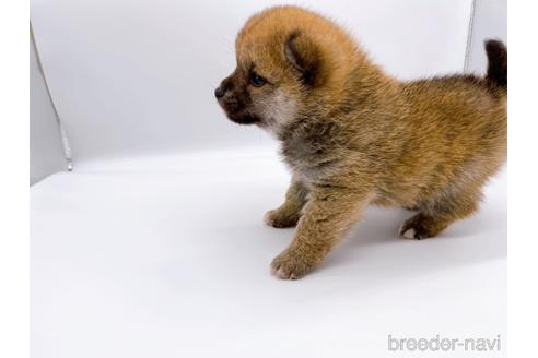 成約済の東京都の豆柴-174177の5枚目