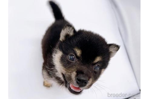 成約済の東京都の豆柴-174178の2枚目