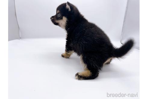 成約済の東京都の豆柴-174178の4枚目