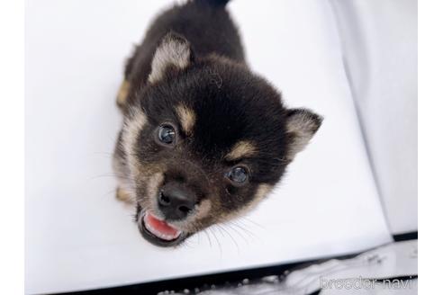 成約済の東京都の豆柴-174178の1枚目