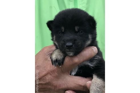 成約済の愛知県の柴犬-174130の3枚目