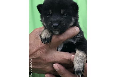 成約済の愛知県の柴犬-174130の2枚目