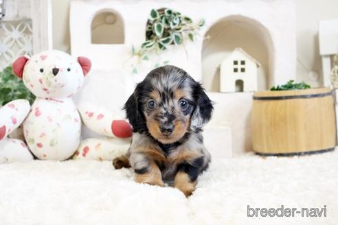 成約済の佐賀県のカニンヘンダックスフンド(ロングヘアード)-174134の1枚目