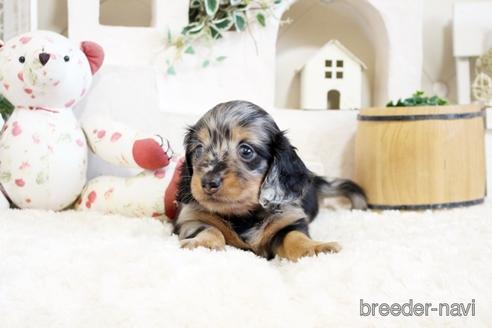 成約済の佐賀県のカニンヘンダックスフンド(ロングヘアード)-174134の5枚目