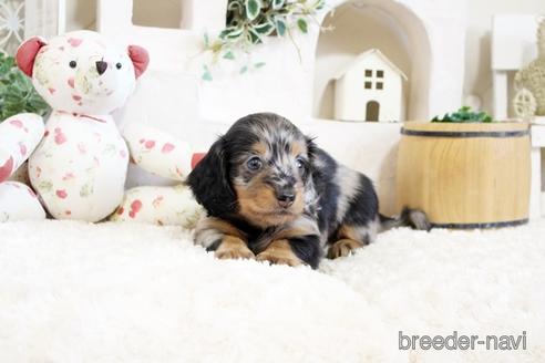 成約済の佐賀県のカニンヘンダックスフンド(ロングヘアード)-174134の4枚目