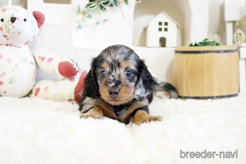 成約済の佐賀県のカニンヘンダックスフンド(ロングヘアード)-174134の3枚目