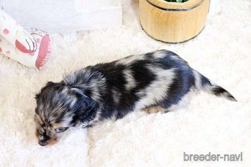 成約済の佐賀県のカニンヘンダックスフンド(ロングヘアード)-174134の2枚目