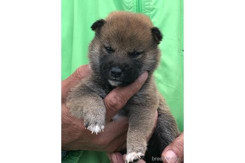 成約済の愛知県の柴犬-174137の9枚目