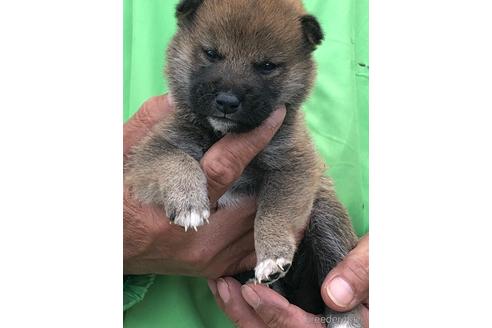 成約済の愛知県の柴犬-174137の11枚目