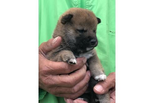 成約済の愛知県の柴犬-174137の6枚目